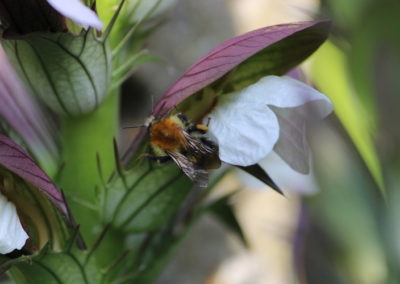 Abeille butine fleur d'acanthe