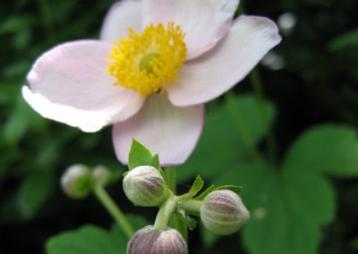 Anemone en boutons et fleur