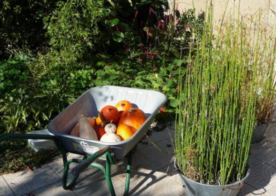 Brouette récolte de courges