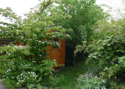 Cabanon de jardin masqué par le Cornus kousa