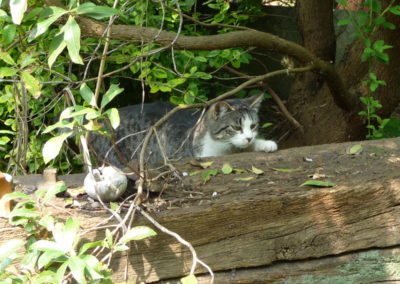 Chatte Nougatine