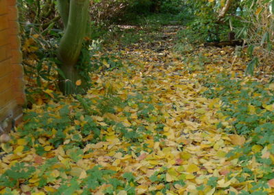 Feuilles d'automne