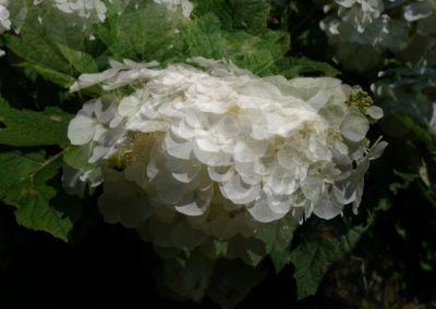 Fleurs blanches d'hortensia feuilles de chêne