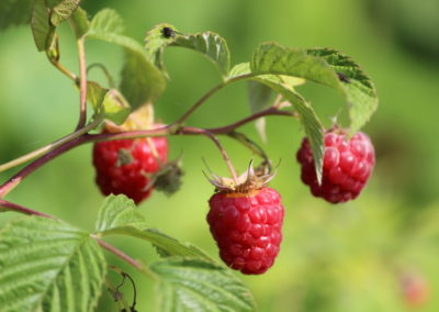 Framboises