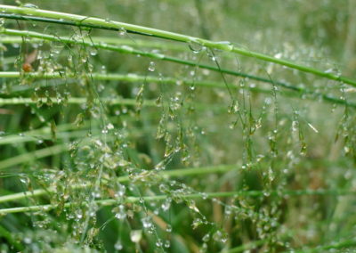 Gouttelettes tiges graminée