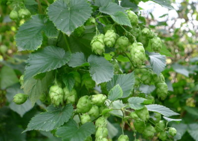 Houblon en fleurs cônes femelles