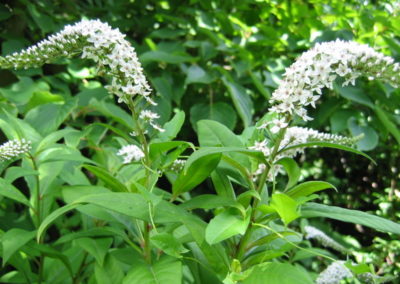 Lysimachia clethroïdes