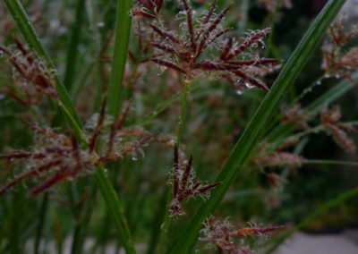 Miscanthus en fleurs