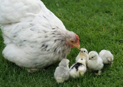 Mère poule et ses poussins