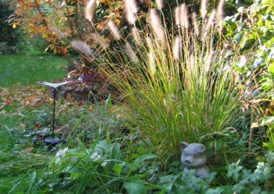 Pennisetum couleurs automnales