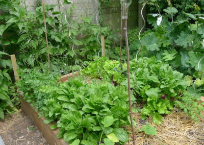 Potager en carrés