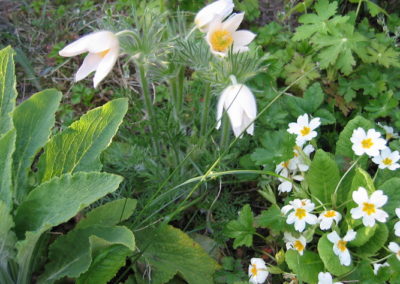 Pulsatille fleurs blanches