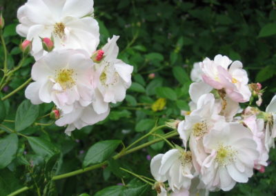 Rosier rose pâle