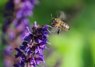 Fleurs de sauge et abeille